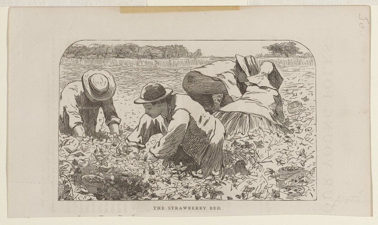 Jahodový záhon od Winslow Homer