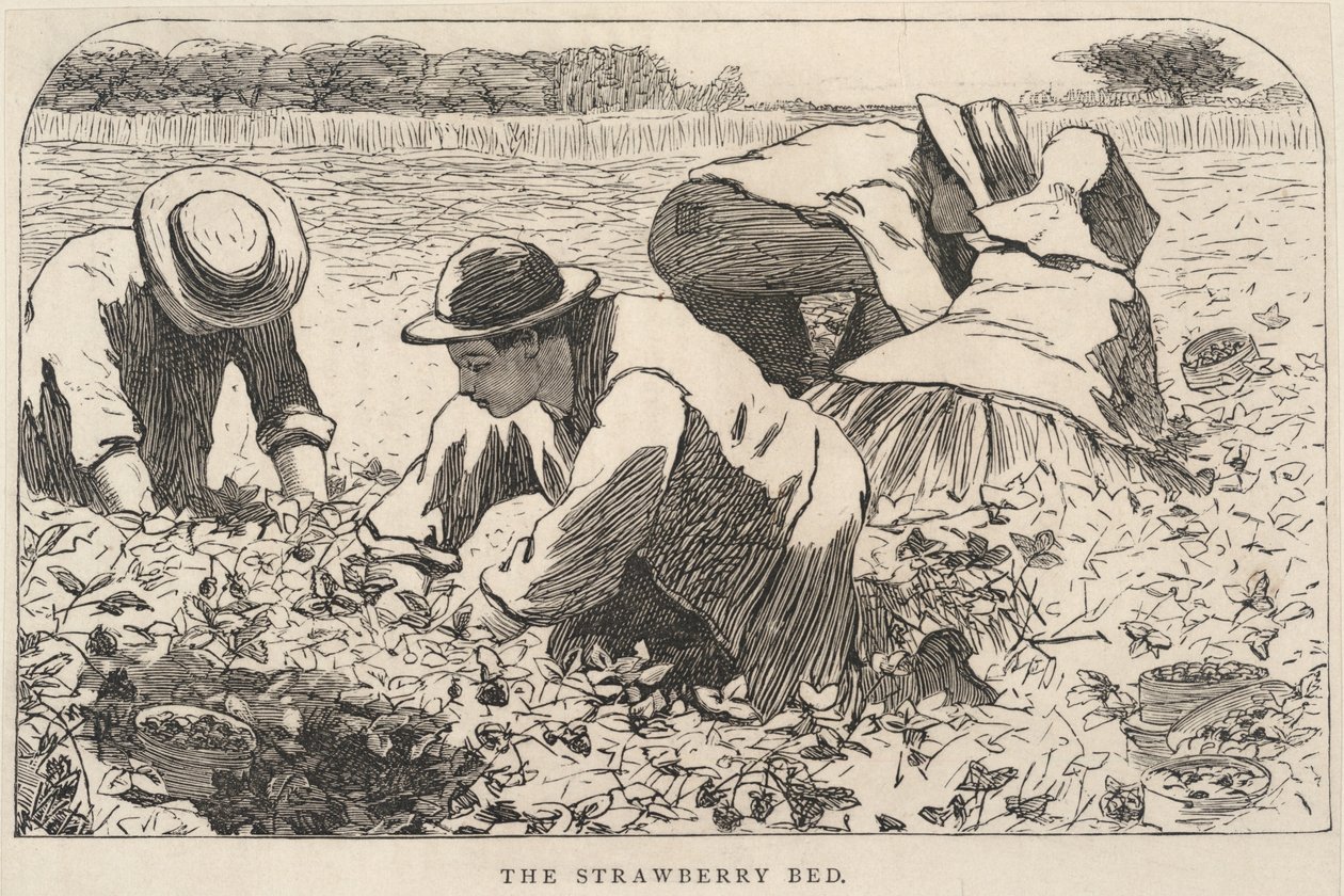 Jahodová postel, z časopisu Our Young Folks, červenec 1868 od Winslow Homer
