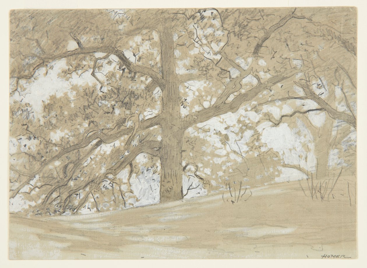 Waverly Oaks od Winslow Homer