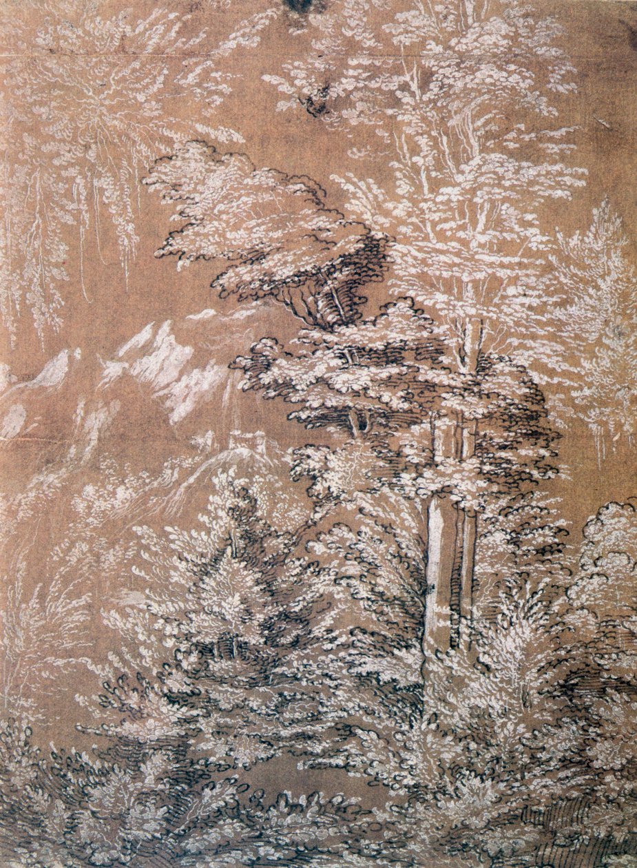Stromová studie, 1519 od Wolf Huber