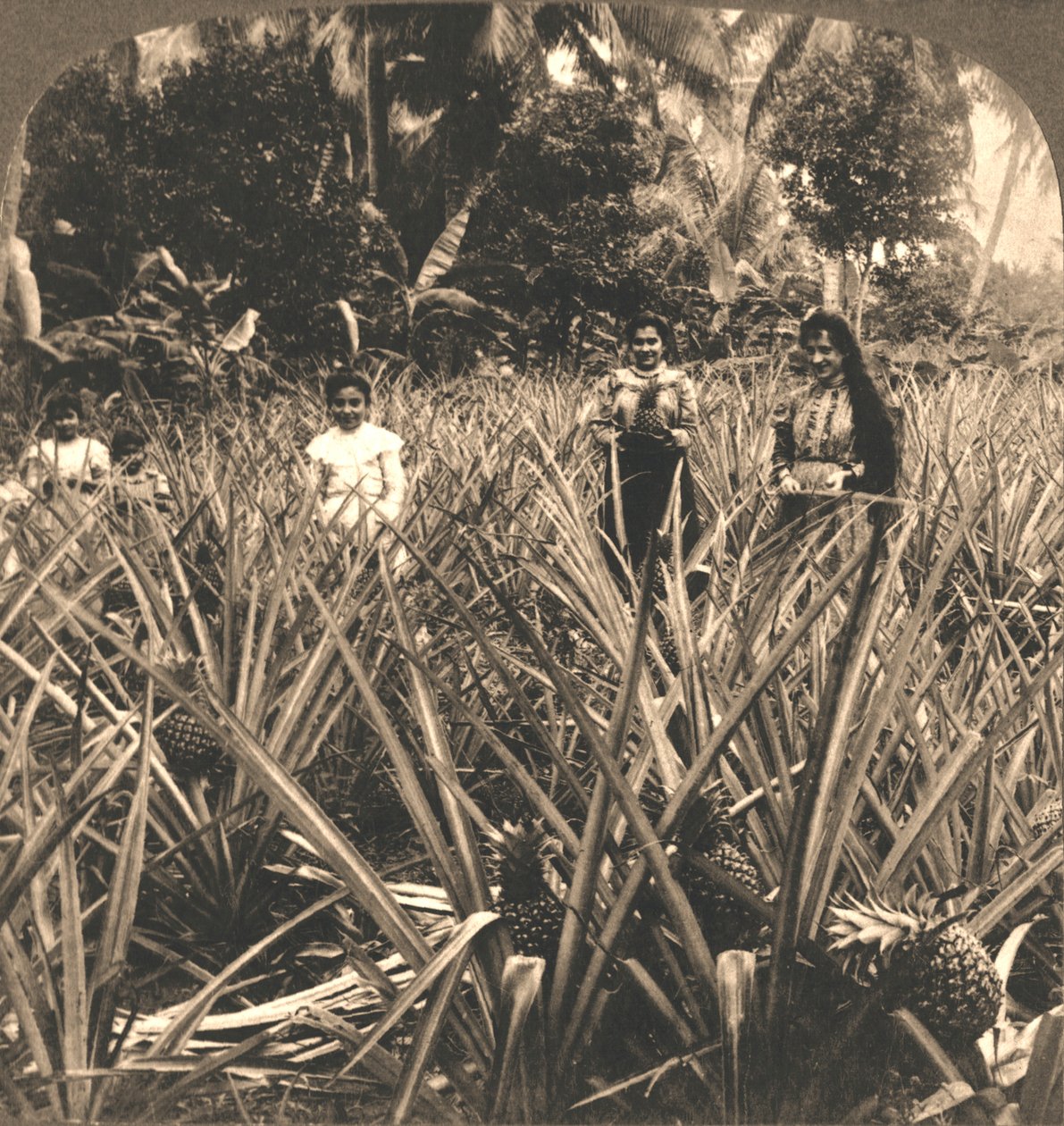 Ananasová plantáž, Mayaguez, Porto Rico, 1899. od Works and Sun Sculpture Studios