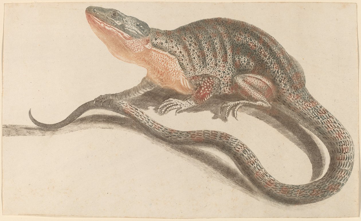 Ještěrka, 1680s1690. od Workshop of Johann Teyler