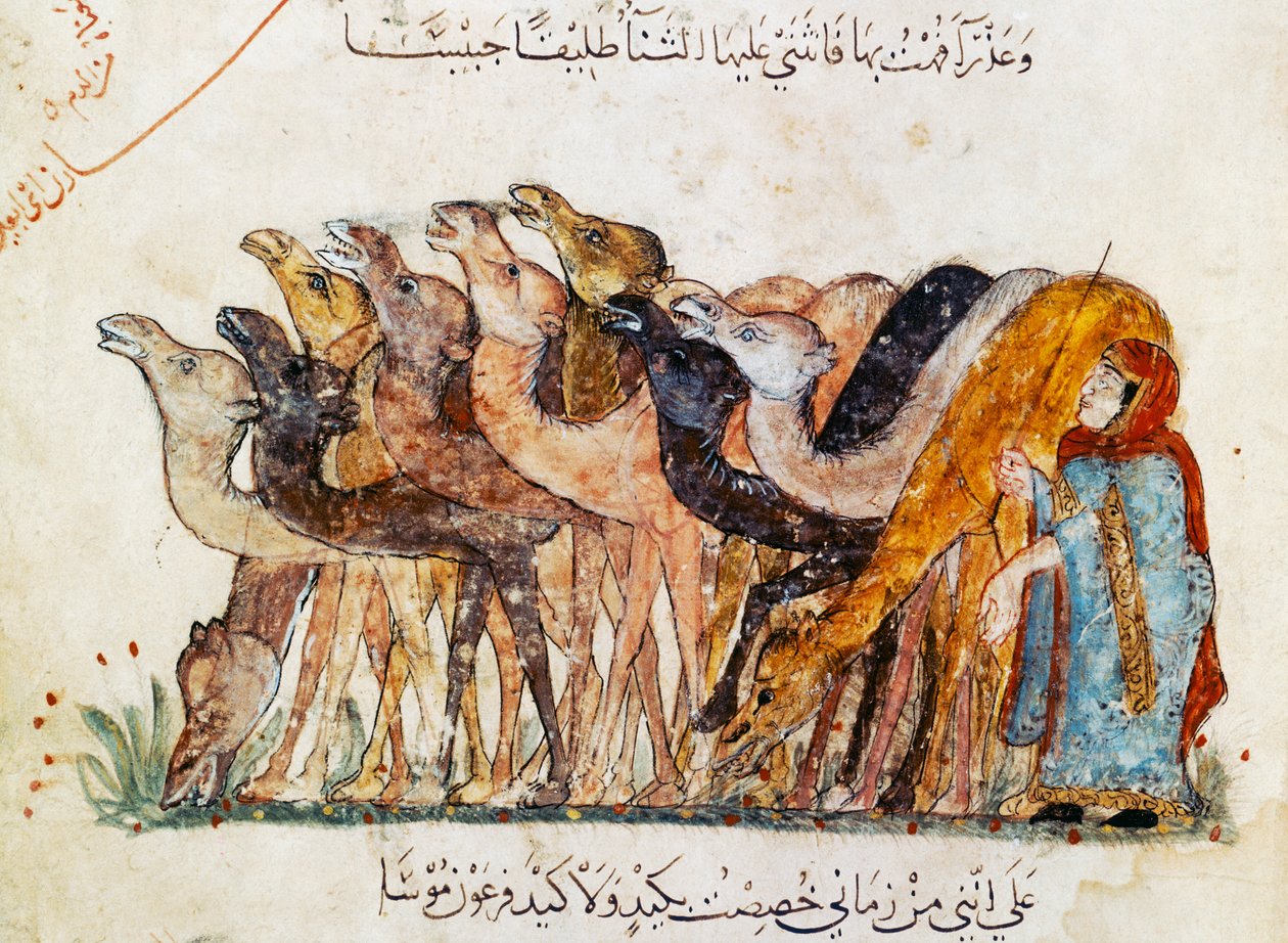 Paní Ar 5847 f.101, Stádo velbloudů, z „Al Maqamat“ (The Meetings) od Al Hariri, c.1240 (viz také 1689970) od Yahya ibn Mahmud Al Wasiti