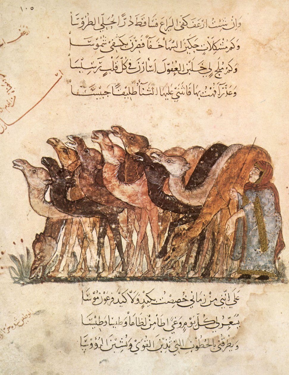 Paní Ar 5847 f.101, Stádo velbloudů, z Al Maqamat (The Meetings) od Al Hariri, c.1240 (viz také 1258010) od Yahya ibn Mahmud Al Wasiti