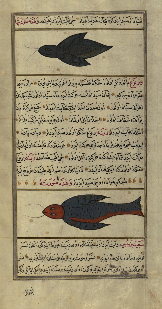 Dvě zvláštní ryby z Vaynah (Vinah) moří od Zakariya al Qazwini