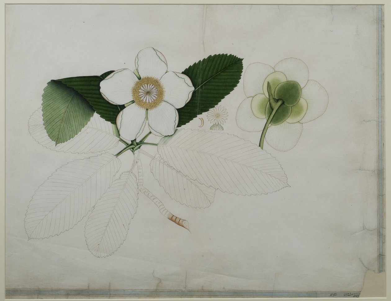 Dillenia indica, 1787 (wc na papíře) od Zayn al Din Zayn al Din
