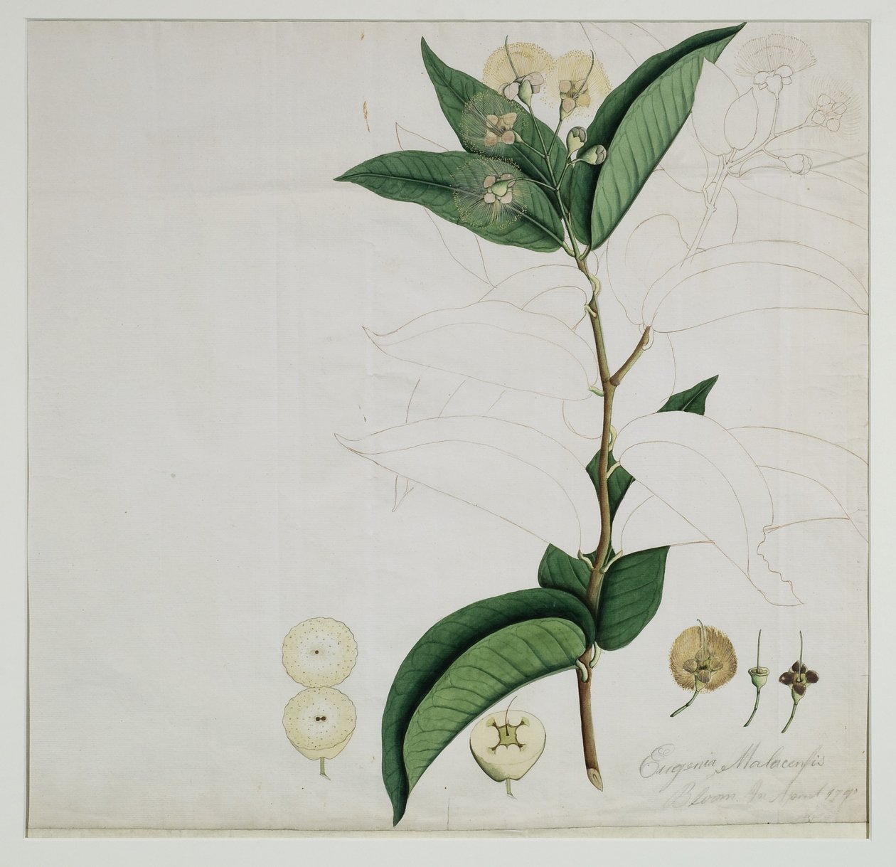 Syzygium aqueum (Burm. f.) Alston (jablko vodní růže), 1787 (wc na papíře) od Zayn al Din Zayn al Din