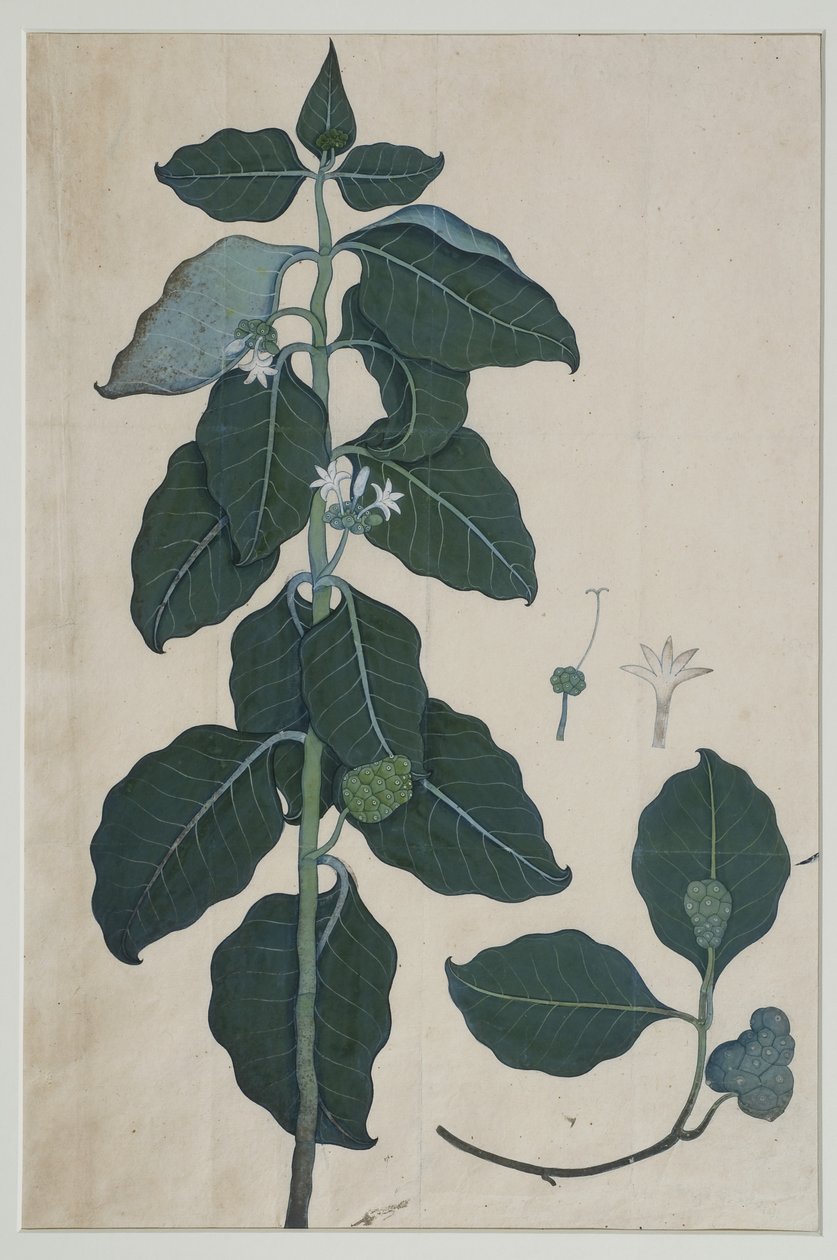 Cerbera manghas L, 1787 (wc na papíře) od Zayn al Din attr. to Zayn al Din attr. to