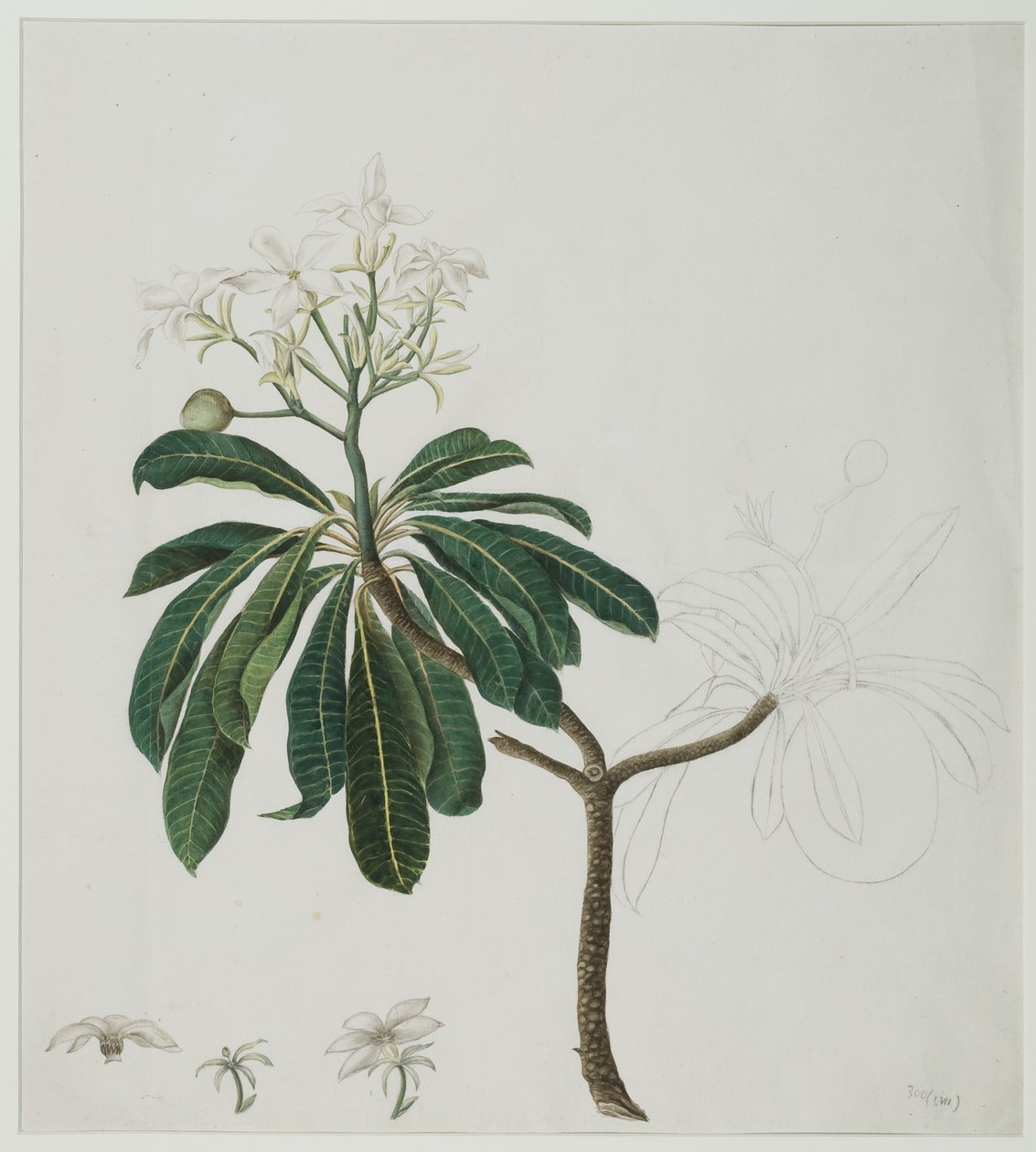 Cerbera manghas L., 1787 (wc na papíře) od Zayn al Din attr. to Zayn al Din attr. to