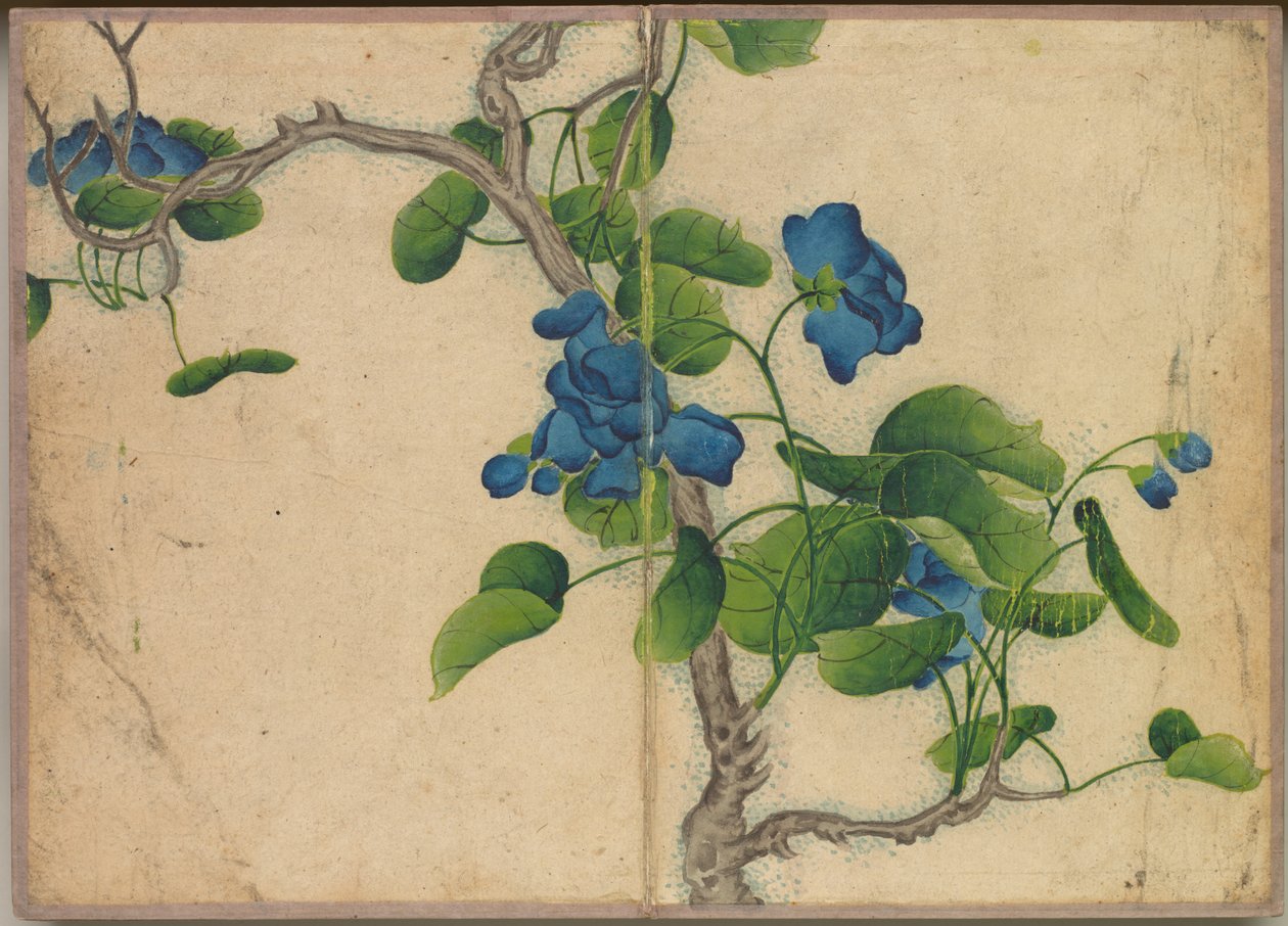 Stolní album: Obrazy květin a ptáků (Climbing Blue Flowers) od Zhang Ruoai