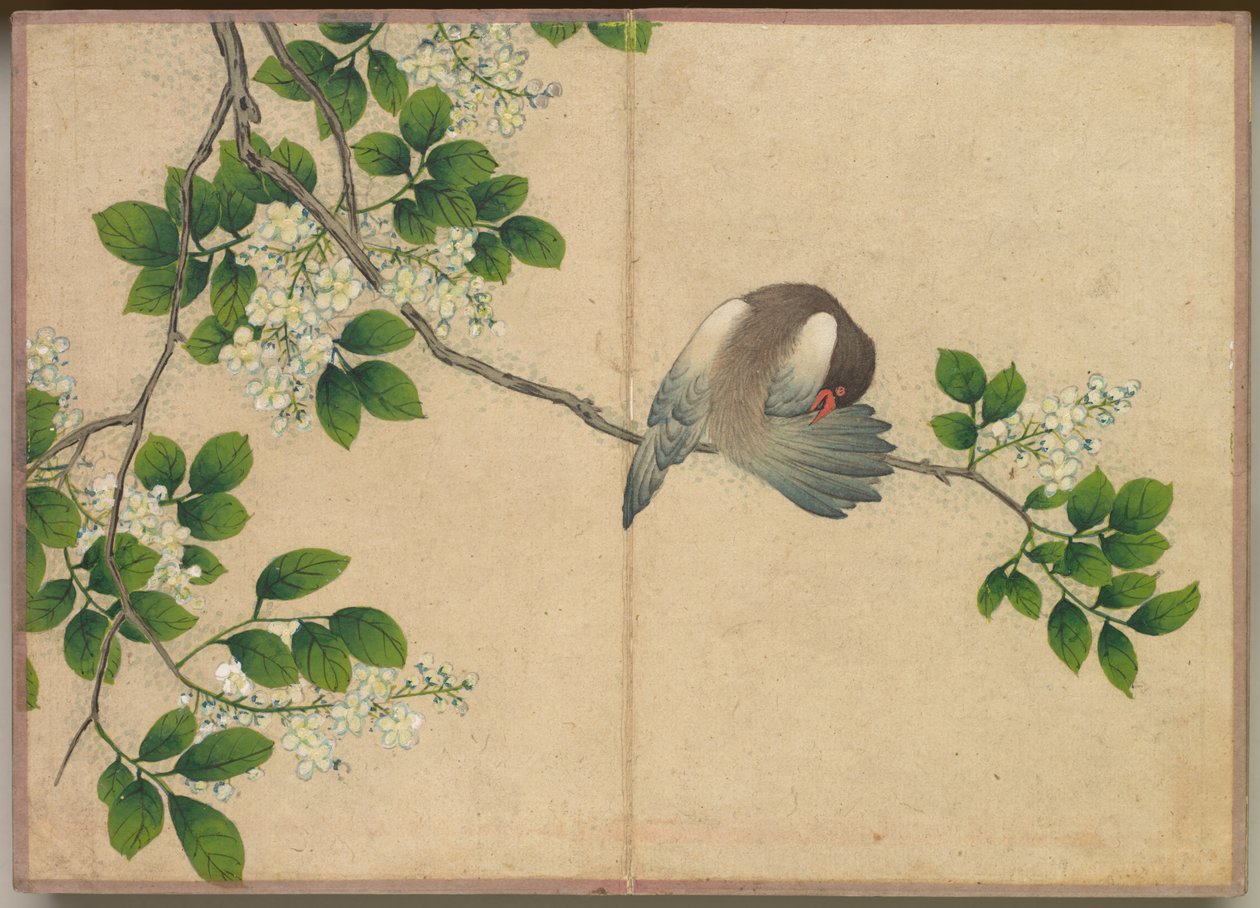 Stolní album: Obrazy květin a ptáků (Preening Bird) od Zhang Ruoai