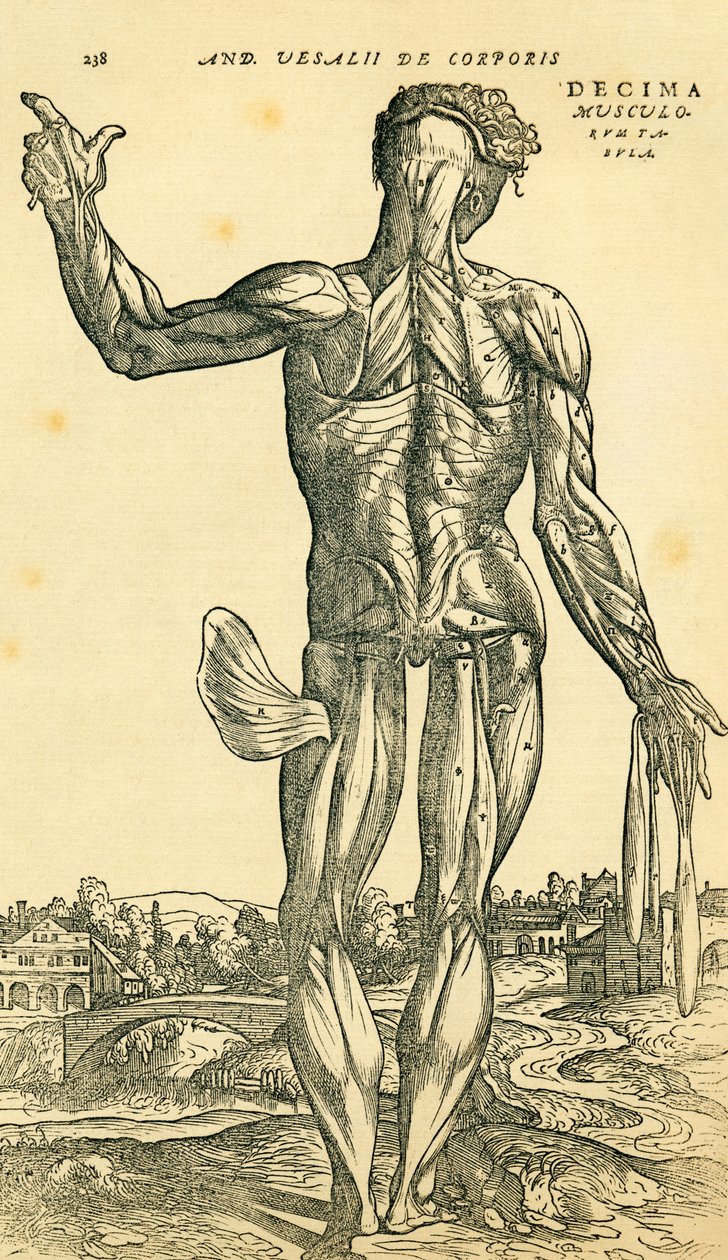 Zadní část mužského lidského těla, anatomická studie původně publikovaná v De Humani Corporis Fabrica Libri Septem (o látce lidského těla v sedmi knihách) od Andrease Vesaliuse, publikovaná v Basileji od Ferdinand Georg Waldmuller