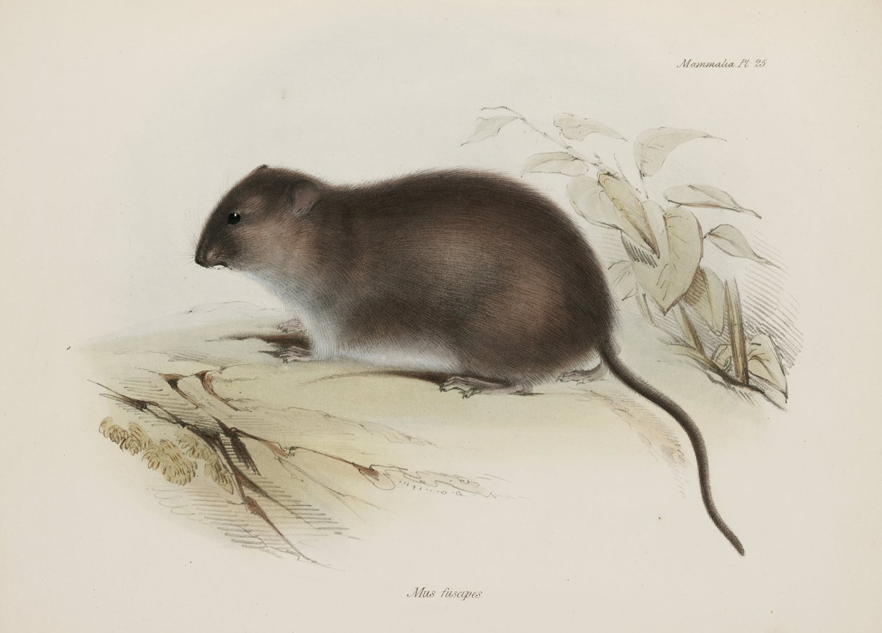 Bush nebo hnědonohý potkan, Austrálie, c 1832-1836 od John Pardon