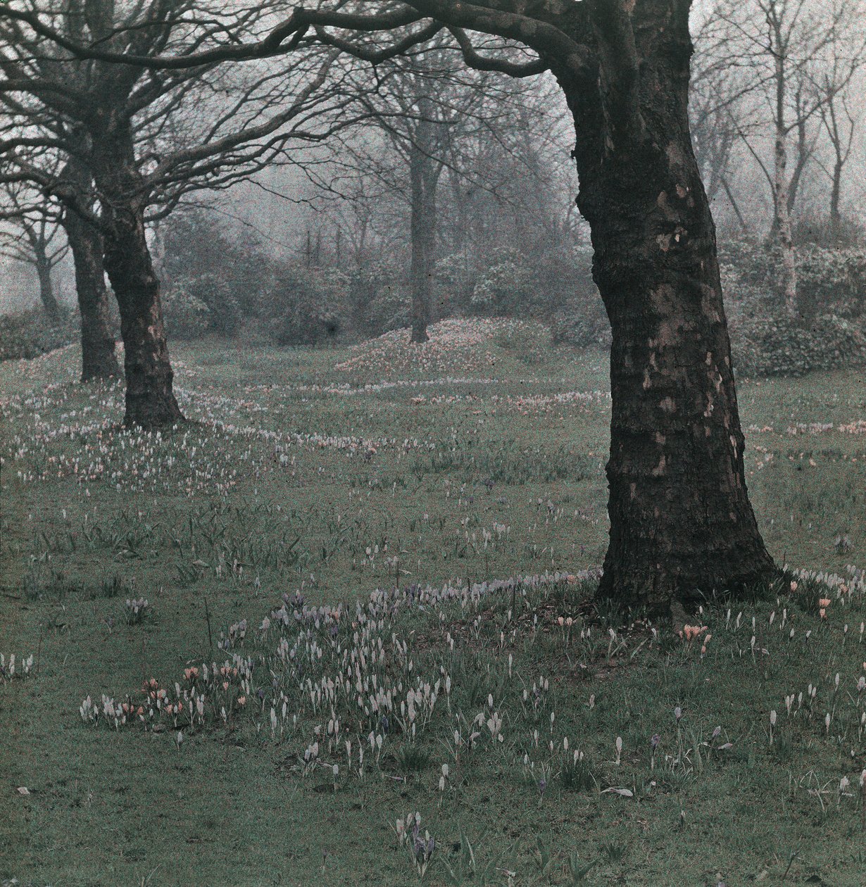 "Krokus" od Frederick (attr. to) Barnard