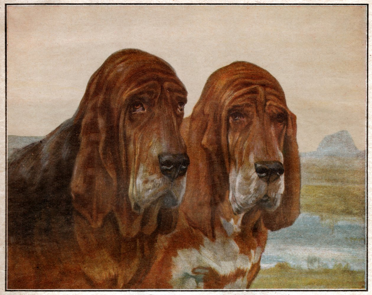 Psi svatého Huberta nebo Bloodhounda. 1925 (ilustrace) od . .