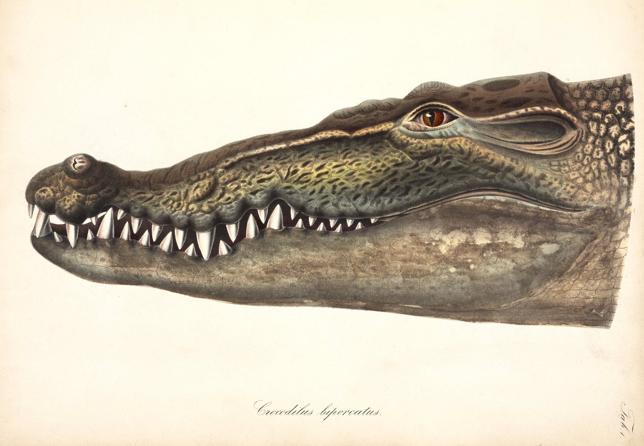 Estuarine nebo Saltwater Crocodile, Asie od John Pardon