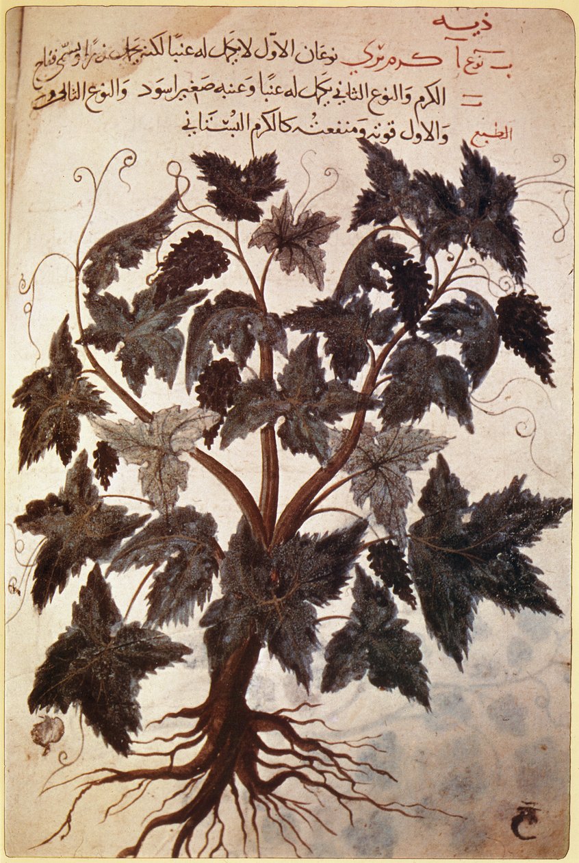 Herbals Vine od Ferdinand Georg Waldmuller