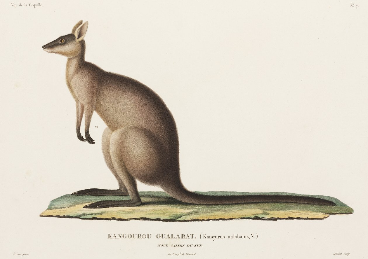 Kangaroo, Nový Jižní Wales, Austrálie od John Pardon