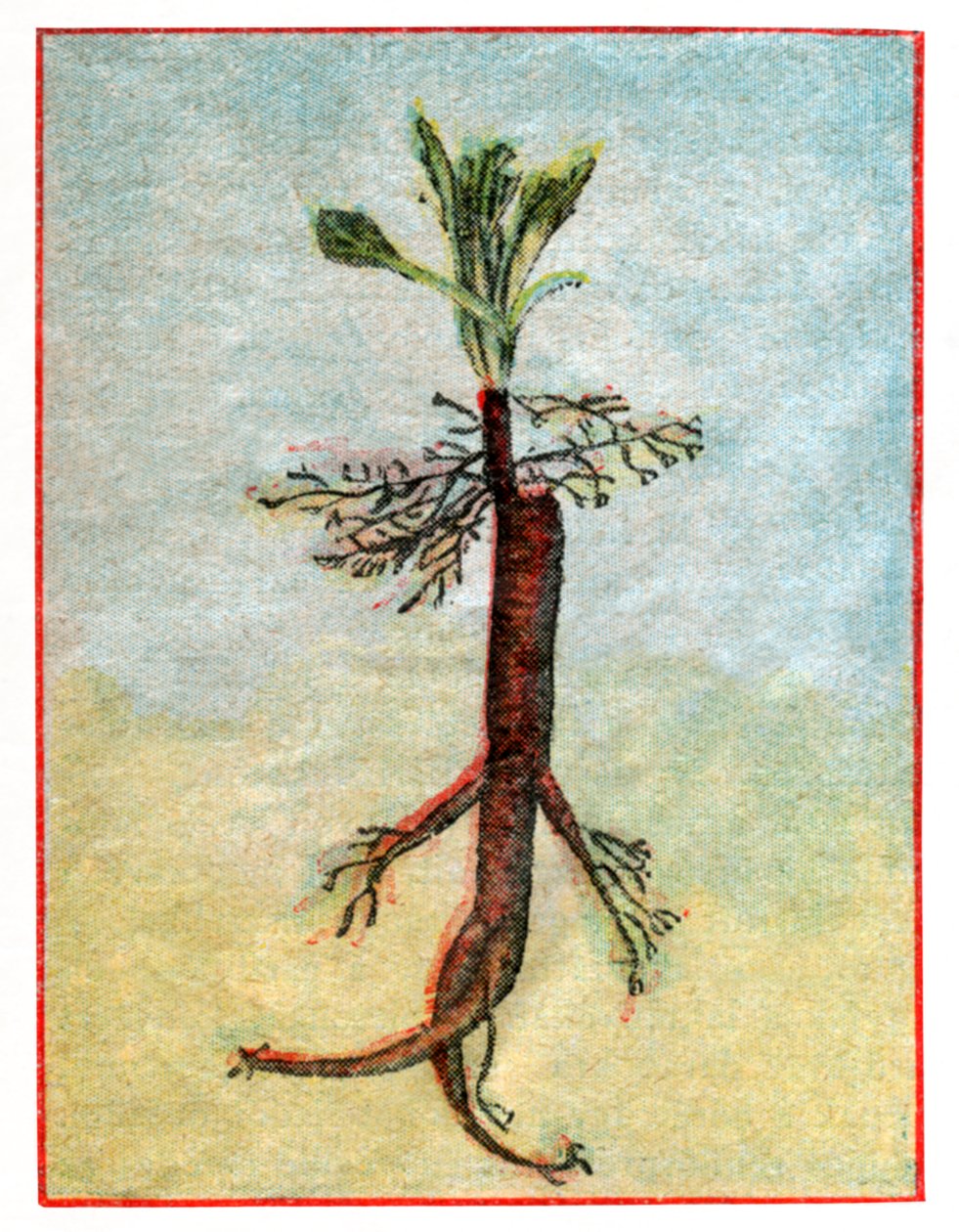 Mandragora od . .