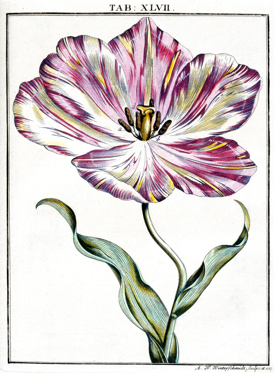Mikroskopie od Frederick (attr. to) Barnard