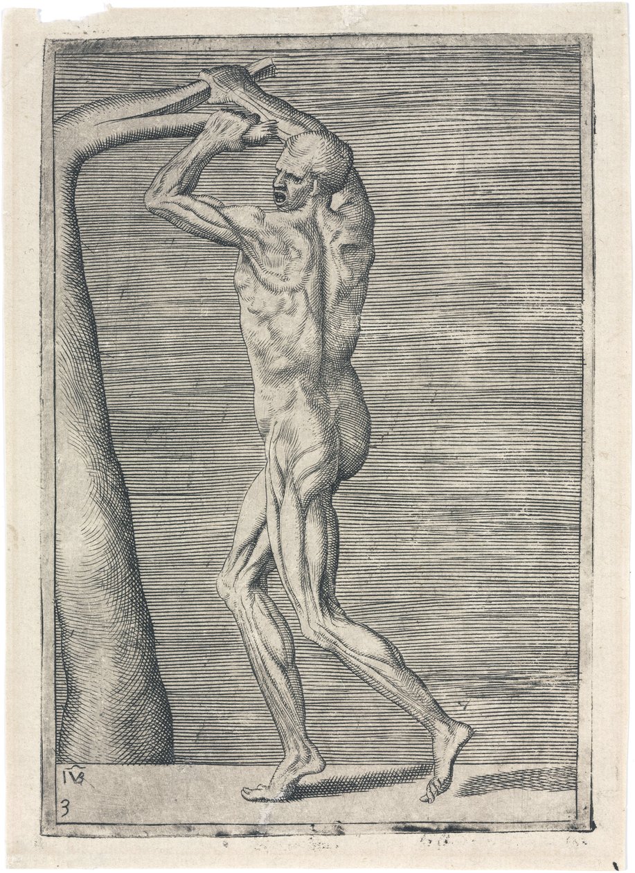 Svaly Anatomické studium mužské muskulatury; muž lámající větev, c 1555 od Frederick (attr. to) Barnard