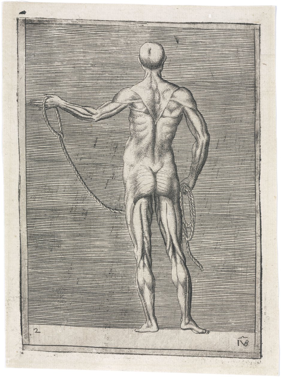 Svaly Anatomické studium mužské muskulatury; muž držící lano, c 1555 od Frederick (attr. to) Barnard