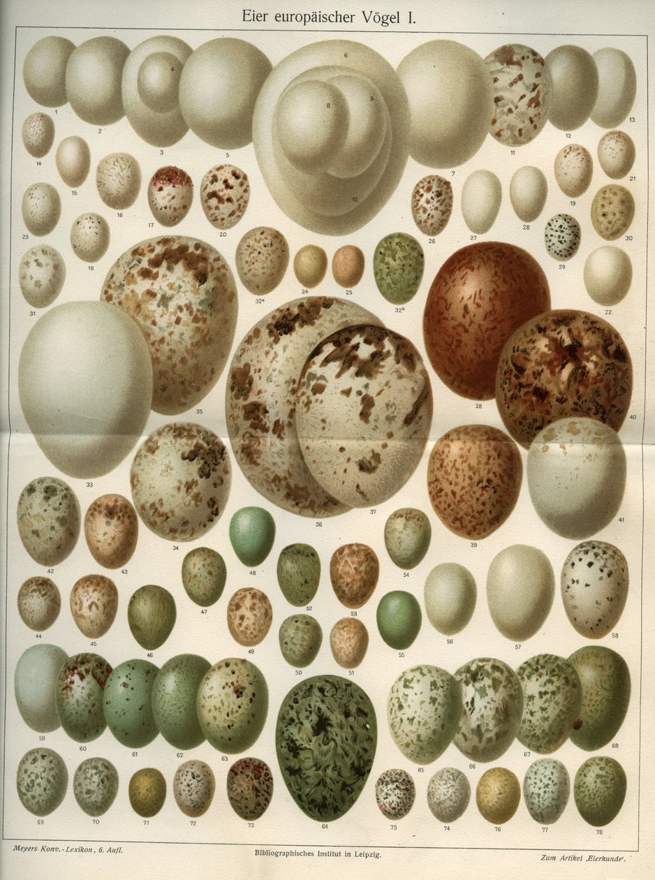 Přírodní věda deska představující různá ptačí vejce. Ilustrace převzata z „Meyers Grosses Konversations - Lexikon““ 1904. Bibliographers Institute, Lipsko a Vídeň od Ferdinand Georg Waldmuller