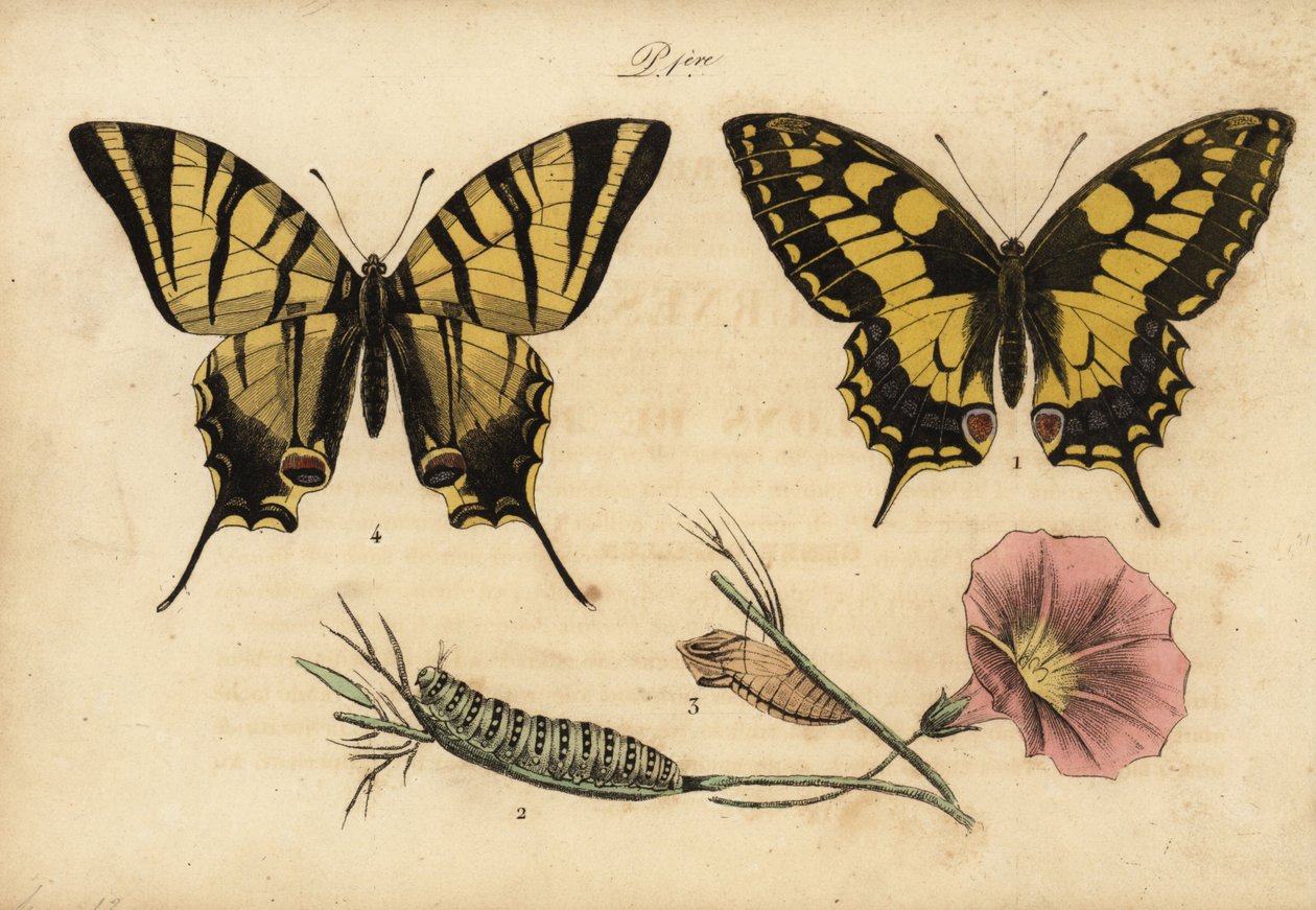 Starosvětská vlaštovka, Papillo machaon 1,2,3 a vzácná vlaštovka, Iphiclides podalirius 4 od John Pardon