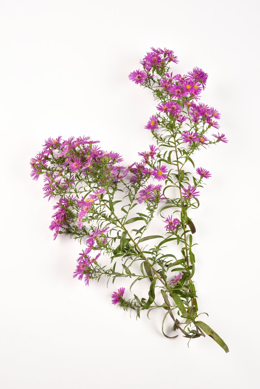 Růžové květy Michaelmas Daisy aster amellus od . .