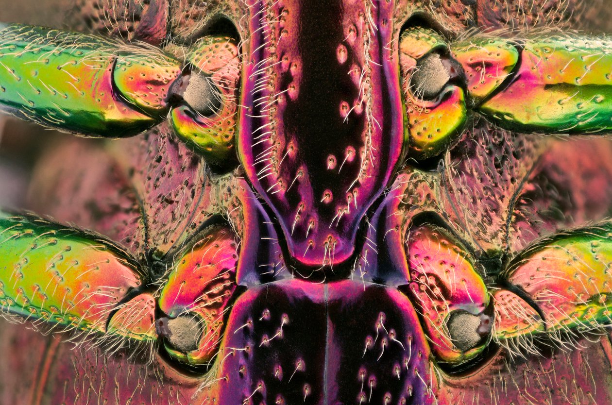 Polybothris quadricollis z Madagaskaru. Detail břicha (makrofotografie) od John Pardon