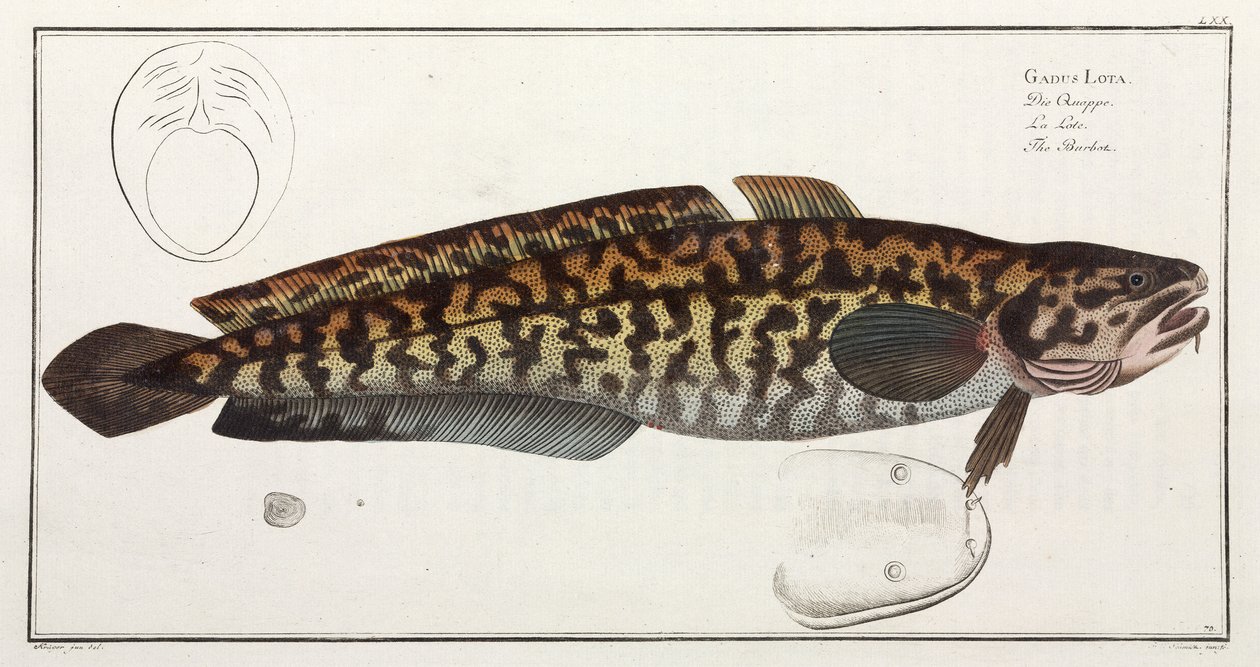 "The Burbot" od John Pardon