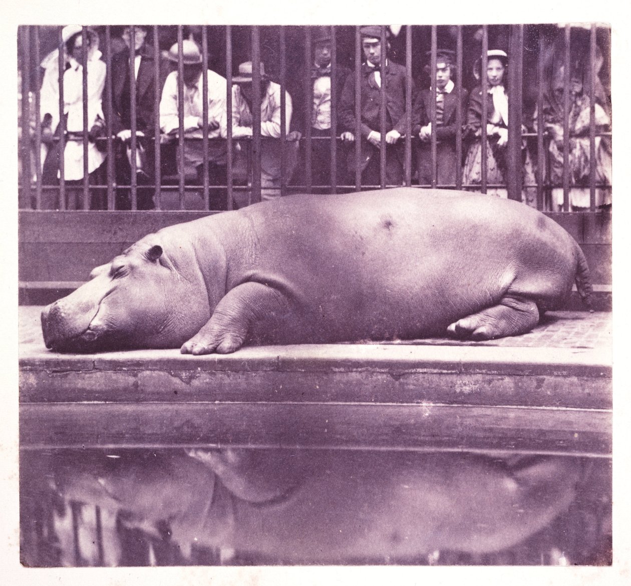 Hroch v Zoologické zahradě v Regents Parku", Londýn od John Pardon