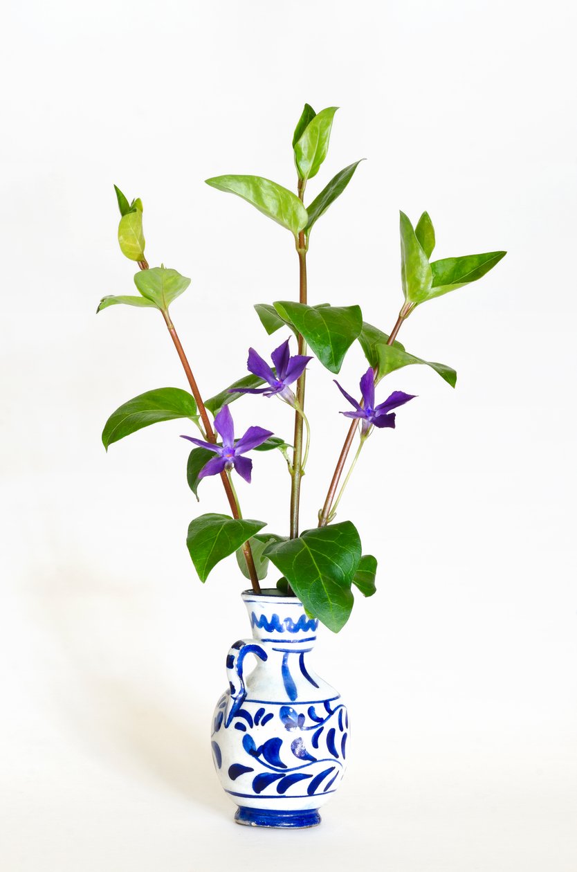 Tři stonky barvínku většího (Vinca major) kvetoucí ve váze (foto) od . .