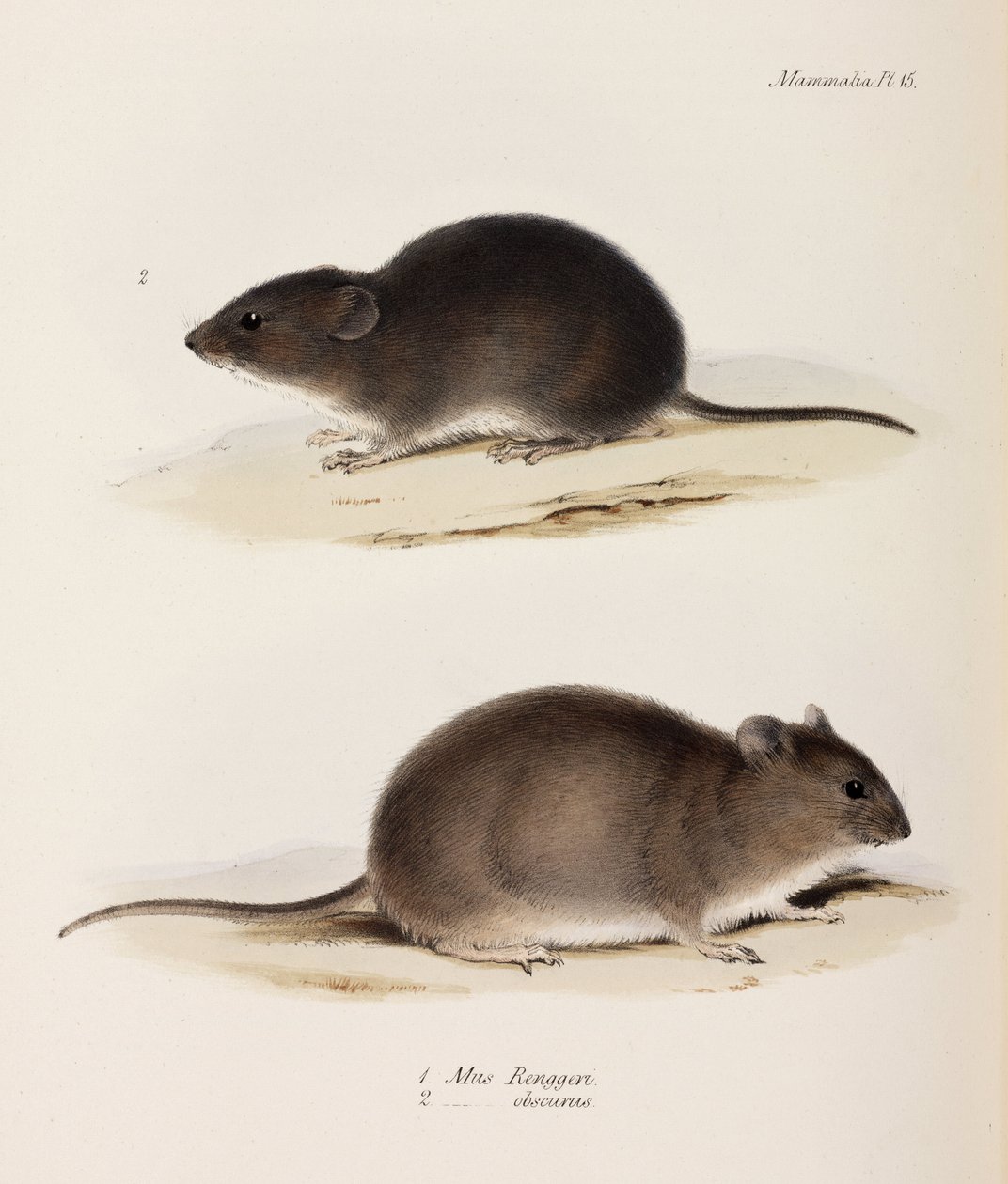 Dva typy myší, c 1832-1836 od John Pardon