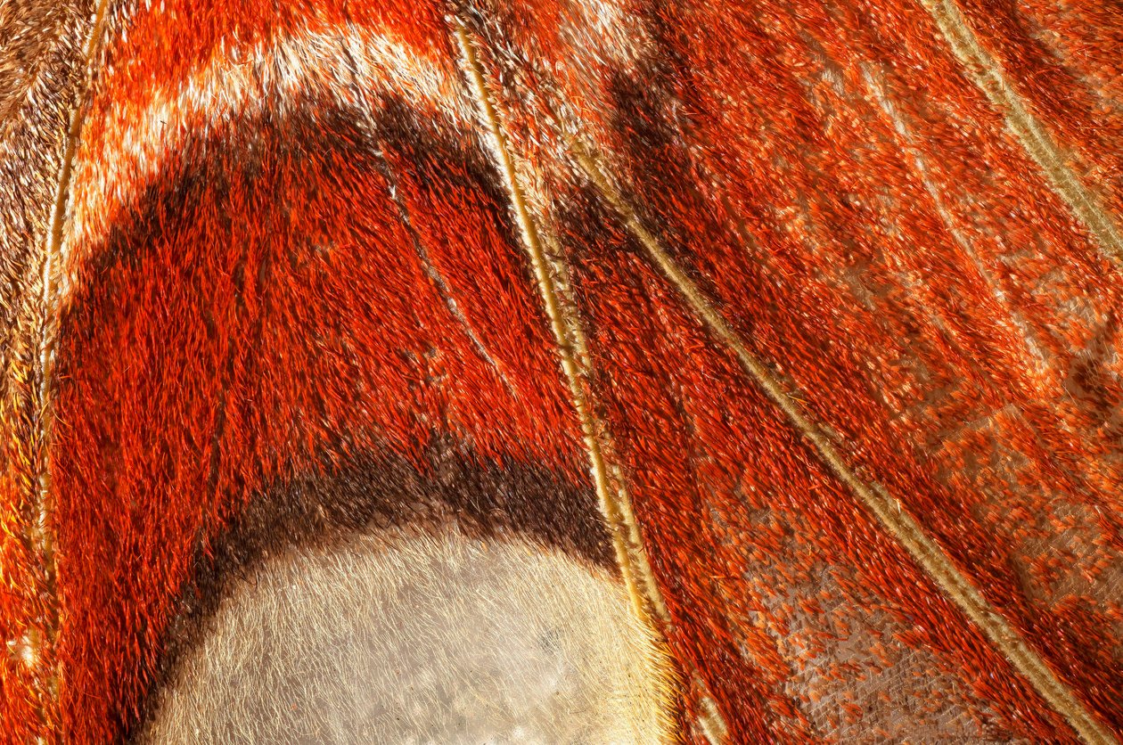 motýl Attacus atlas (lepidoptera) Bližší rostlina. (makro fotografie) od John Pardon