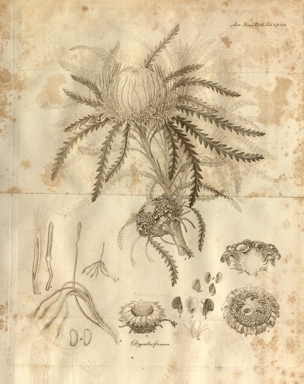 Toto je deska 3 ze svazku 10 Transaction of the Linnean Society of London, publikovaného v roce 1811. Zobrazená rostlina je Dryandra formosa (nyní Banksia formosa) od Various