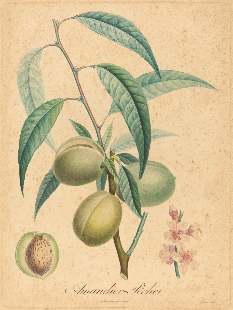 Mandle - broskev od after A. Poiteau