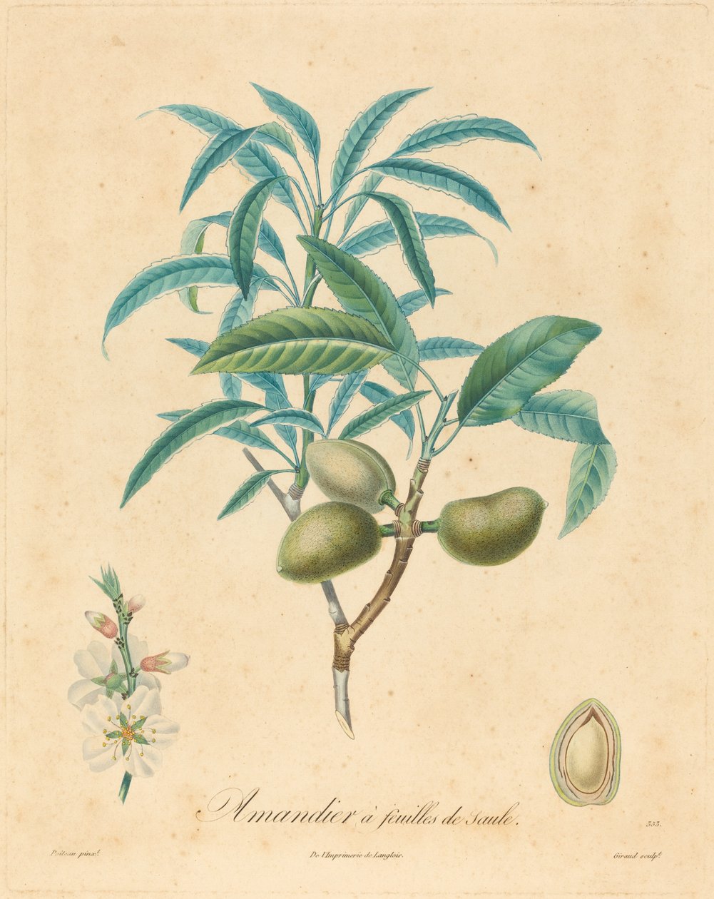 Mandlovník s vrbovými listy od after A. Poiteau