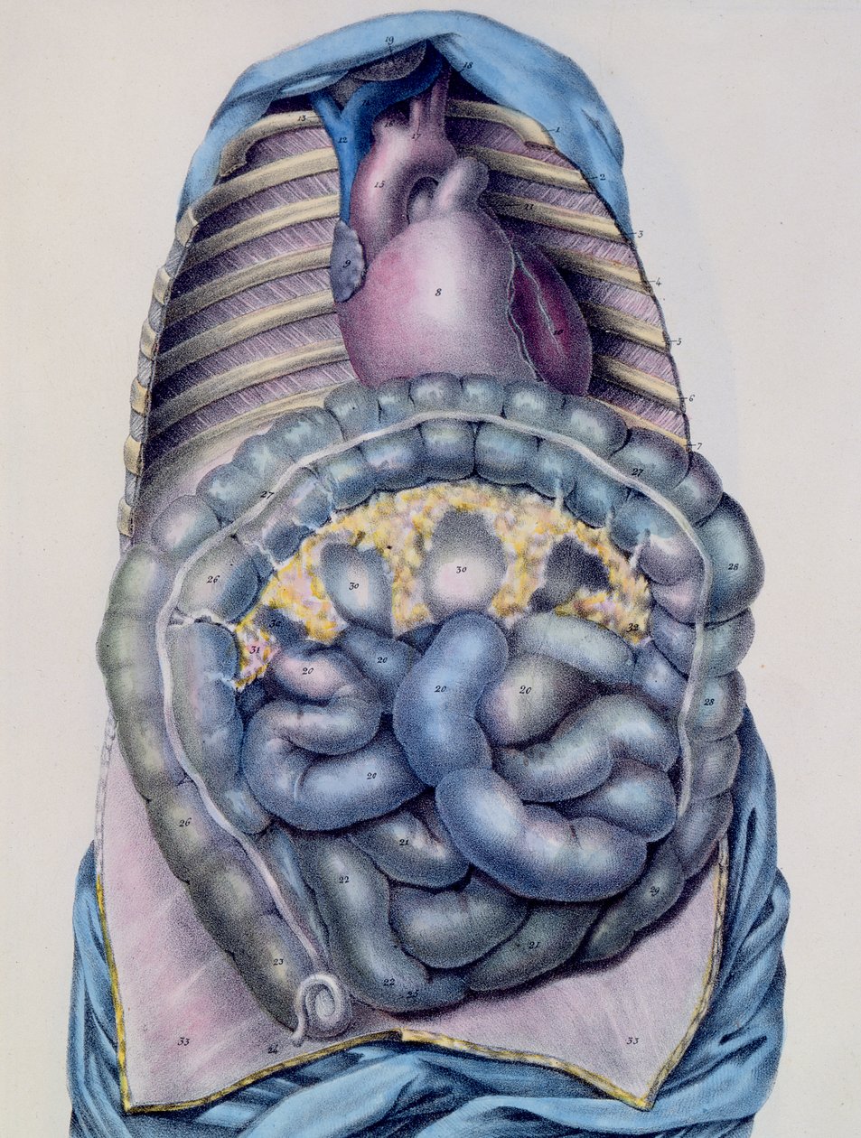 Anatomie tlustého střeva, z Manuela dAnatomie deskriptivní du Corps Humain od Julese Cloqueta (1790-1883), vyryto G. de Frey, 1825 od after Haincelin