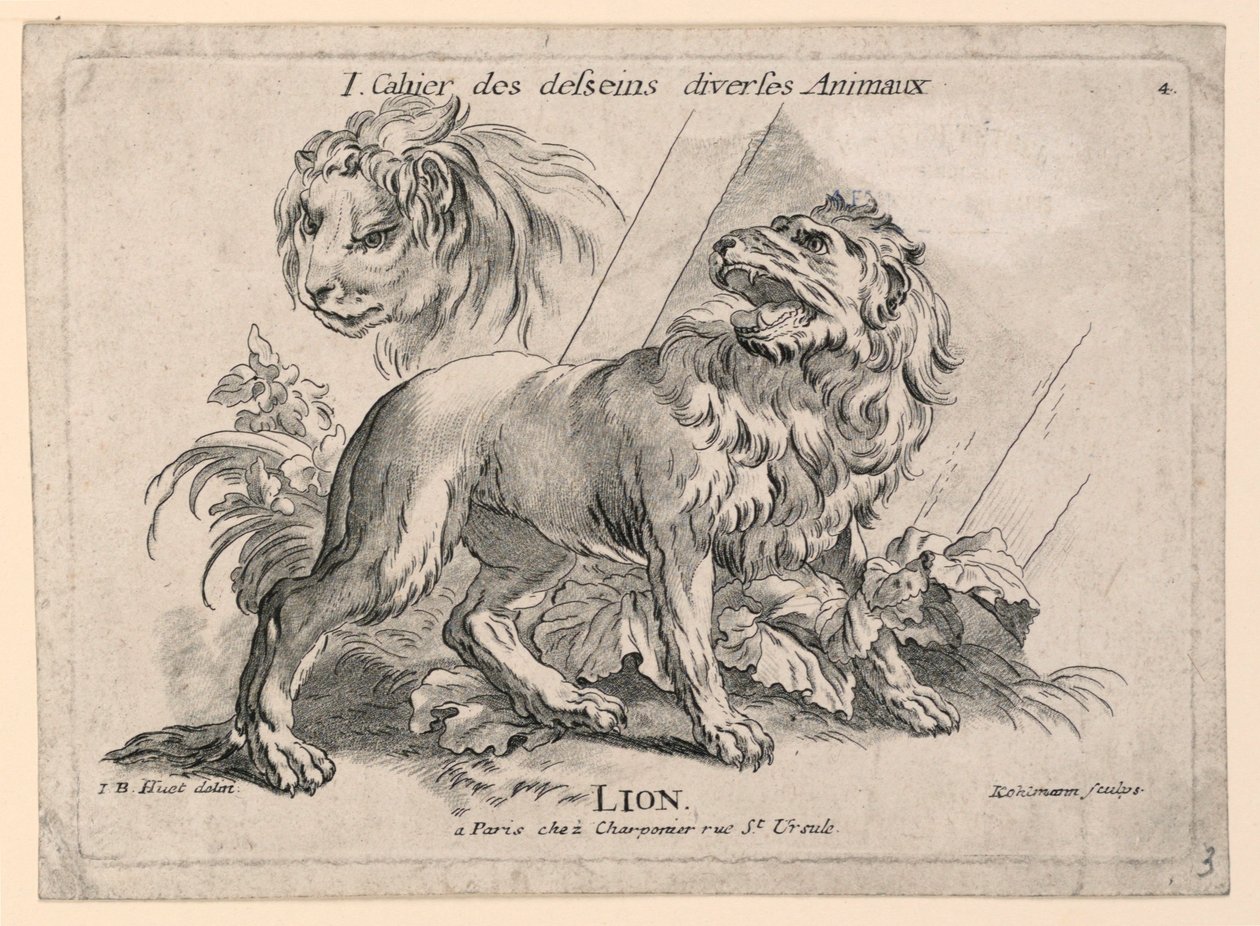 Studie lvů, deska 4 z "Cahier des Desseins Diverses Animalaux" od after Jean Baptiste Huet