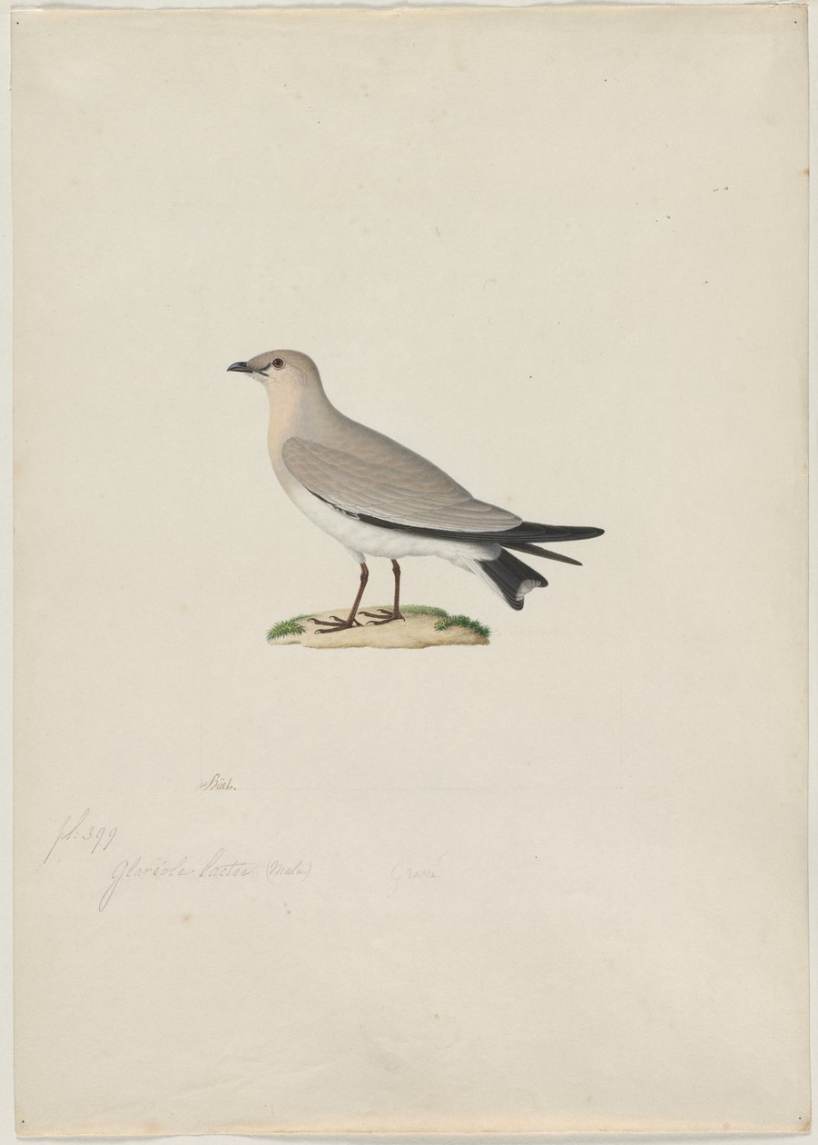 Pratincole malá (Glareola lactea) od attributed to Paul Hüet