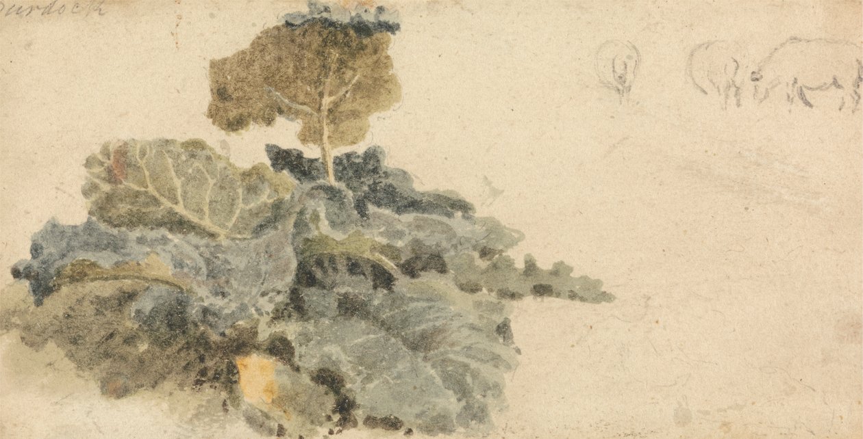 Studium lopuchů od attributed to Peter DeWint