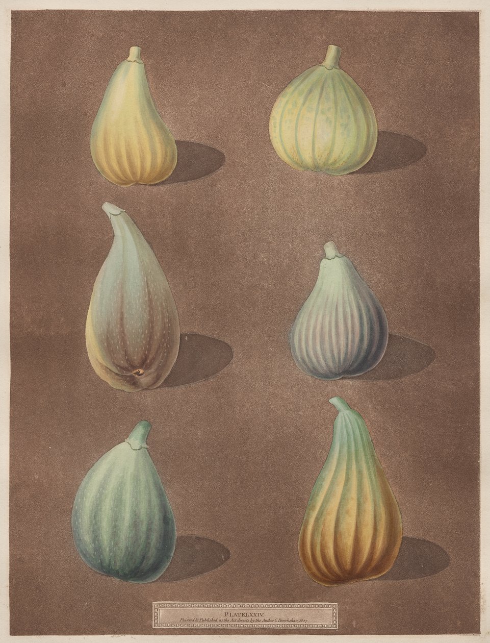 Pomona Britannica: č. 74 - Obr od attributed to Richard Brookshaw
