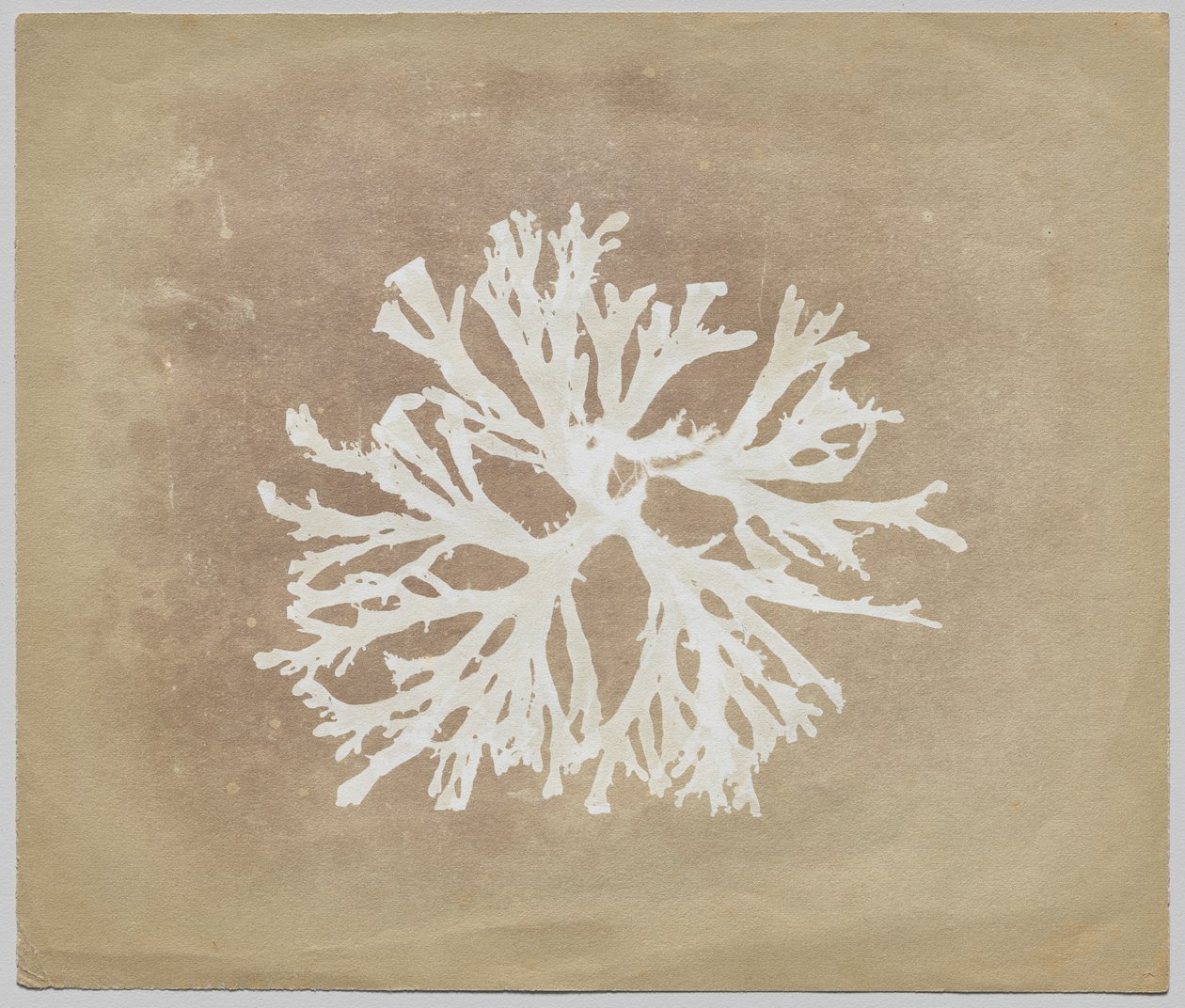 Řasy od circle of William Henry Fox Talbot