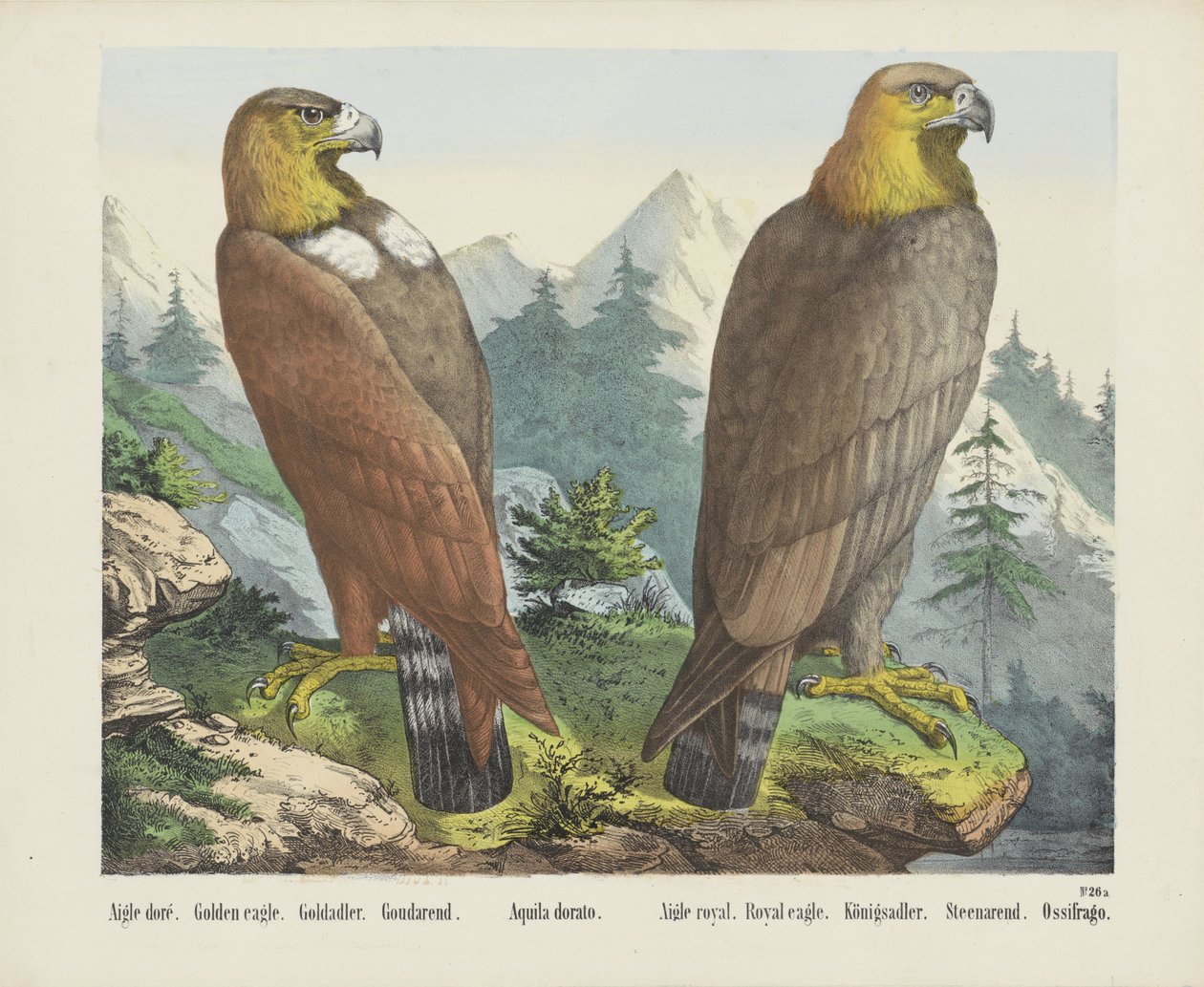 Aigle doré. / Zlatý orel. / Goldadler. / Goudarend. / Aquila dorato. / Aigle královský. / Orel královský. / Königsadler. / Steenarend. / Ossifrago (název na objektu) od firma Joseph Scholz