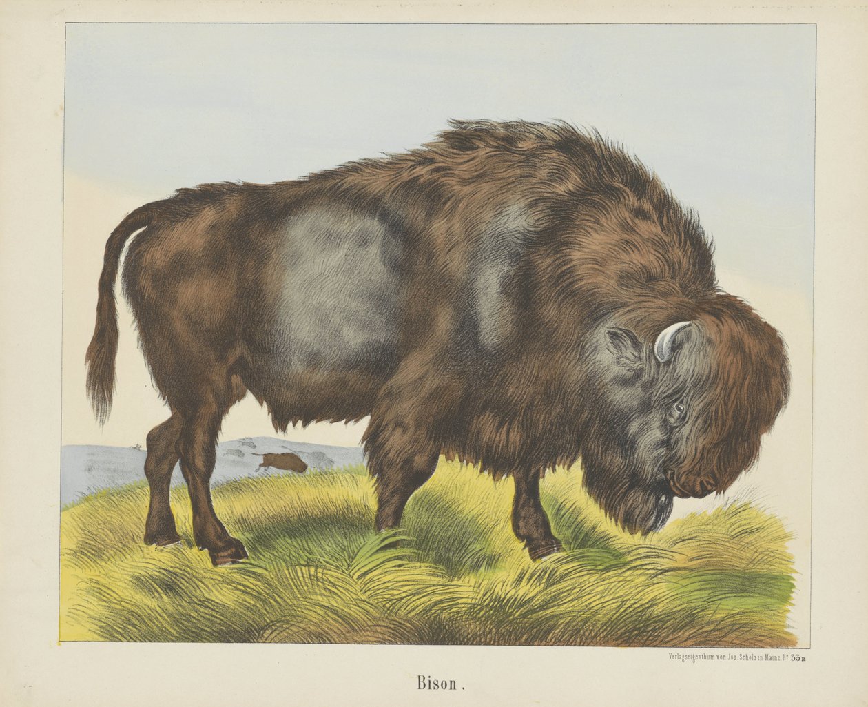 Bison (název na objektu) od firma Joseph Scholz