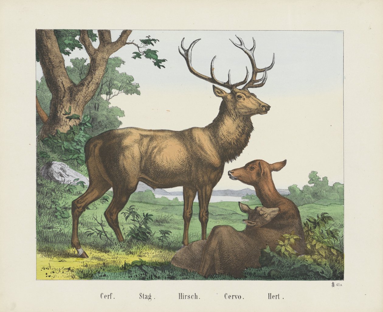 Cerf. / Jelen. / Hirsch. / Cervo. / Hert (název na objektu) od firma Joseph Scholz