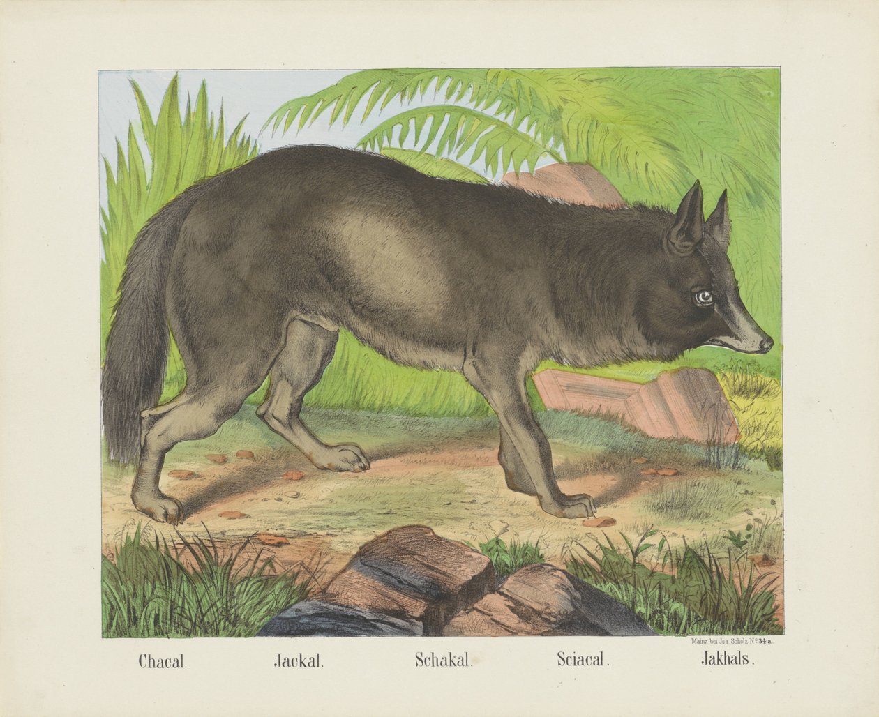 Chacal. / Šakal. / Schakal. / Sciacal. / Jakhals (název na objektu) od firma Joseph Scholz