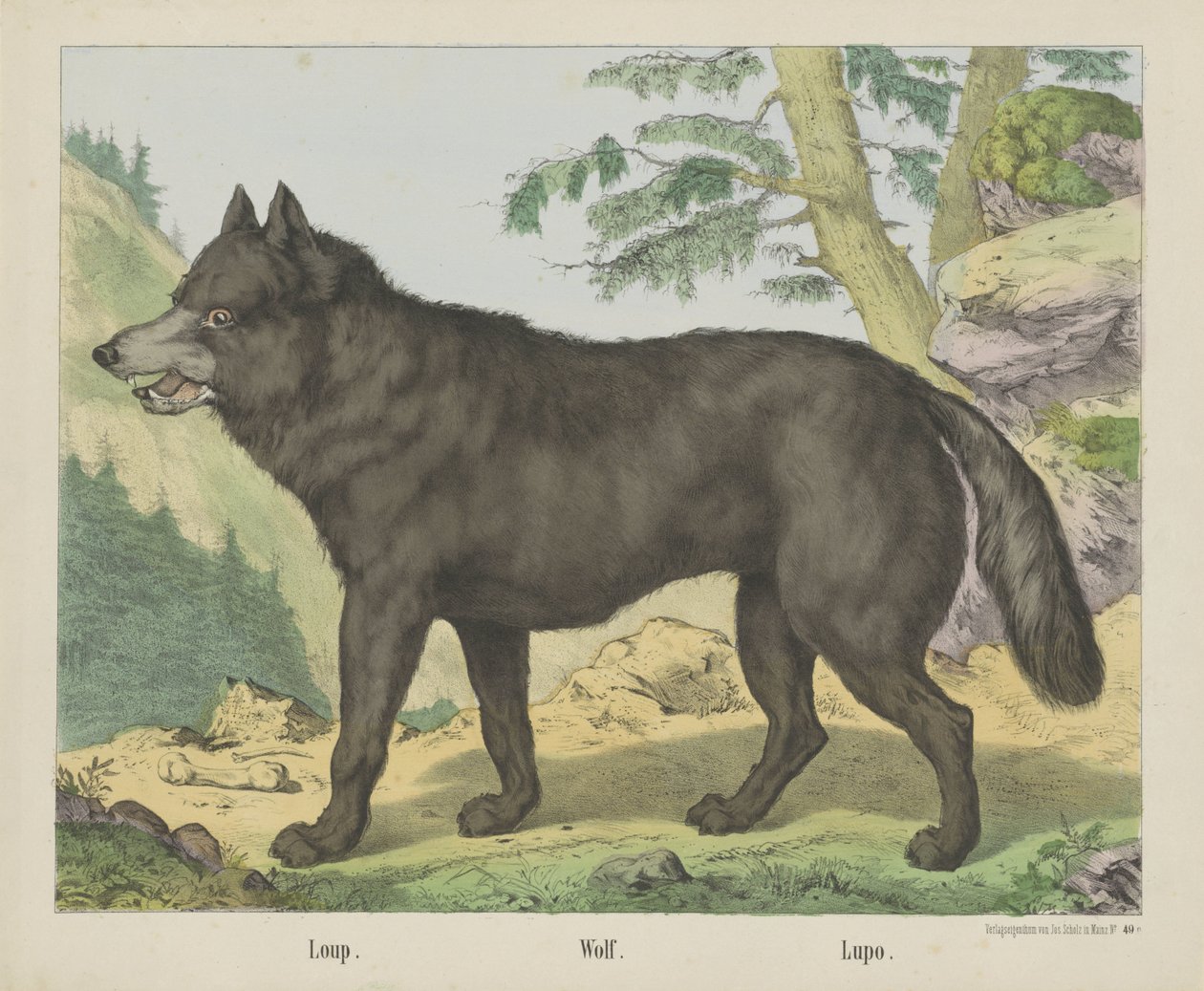 Loup. / Vlk. / Lupo (název na objektu) od firma Joseph Scholz