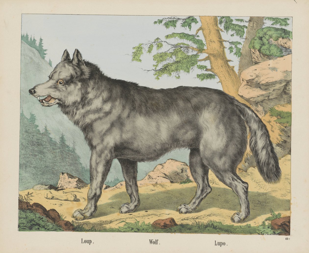 Loup. / Vlk. / Lupo (název na objektu) od firma Joseph Scholz